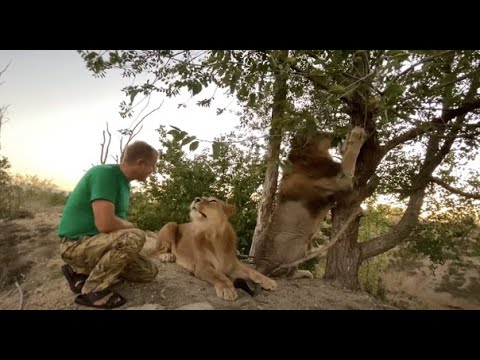 Видео: В саванне завелись две ЛЬВИНЫЕ БЕЛОЧКИ !