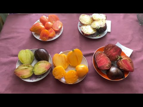 Видео: 🏡 Огородно-тепличный Vlog. Большой обзор томатов с дегустацией, часть 2. Копаем картошку. 