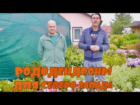 Видео: Обзор лучших рододендронов для Северо-Западного региона