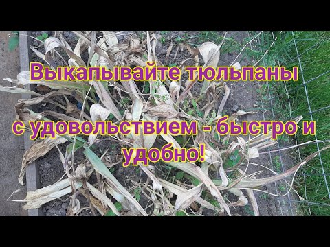 Видео: Выкапываем луковицы  тюльпанов  Делаем это с удовольствием