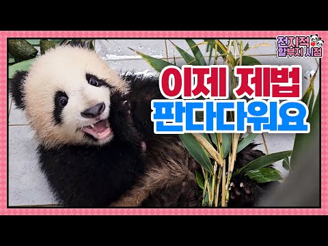 Видео: (SUB) Маленькие панды-близнецы играют с камерой🐼│Мир панд