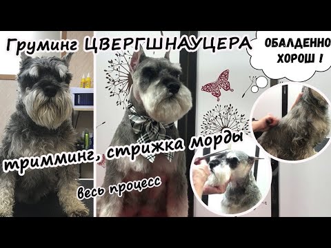 Видео: Груминг цвергшнауцера: тримминг,  стрижка морды, весь процесс. №1. Уроки груминга. Зоосалон у Мишки.