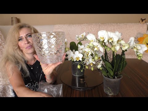 Видео: Новые орхидеи. 10 ЦВЕТОНОСОВ! ДААА, бывает и такое!😇