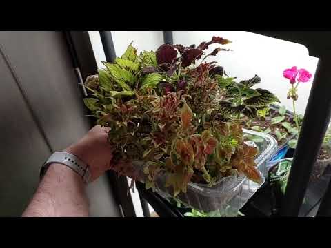 Видео: 1 ТАБЛЕТКА 💊  для колеусов. Листья яркие, долго живут, а кусты не вытягиваются. Plant Helper