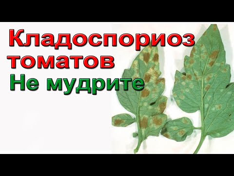 Видео: Кладоспориоз томатов. Не мудрите.