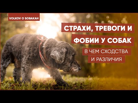 Видео: Страхи, тревоги и фобии у собак. В чем сходства и различия.