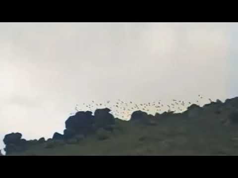 Видео: "Диваажингаас амьдралд хүрэх зам"Уран сайхны кино- 1999 он/(Оригинал Version-Бүтнээрээ/