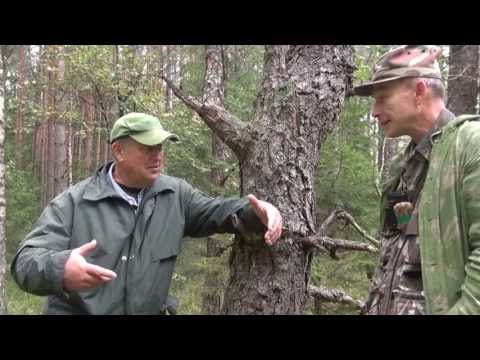 Видео: На реву в Ружанской пуще-2