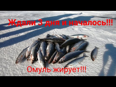 Видео: РЫБАЛКА НА БАЙКАЛЕ!!!/2СЕРИЯ/НУ ВОТ И УЗНАЛИ КАК ЖИРУЕТ ОМУЛЬ!!!/КЛЮЁТ СРАЗУ У ВСЕХ И НА ВСЁ!!!