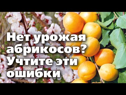 Видео: Почему не цветет абрикос и нет урожаев.  Ищем ошибки с опытным садоводом