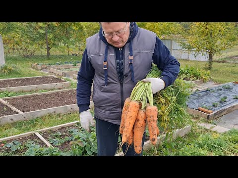 Видео: Морковь. Мои советы на практике.