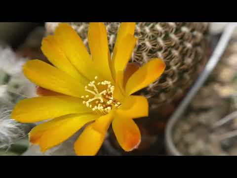 Видео: Ура, будут ВАРИЕГАТНЫЕ КАКТУСЫ! Мини обзор🌵