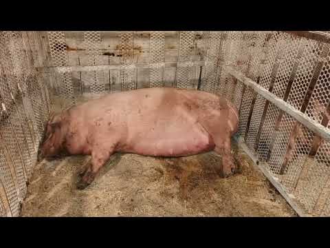 Видео: ‼️## Какие препараты я проставляю супоросным свиноматкам, диета перед опоросом зачем❓❓❓