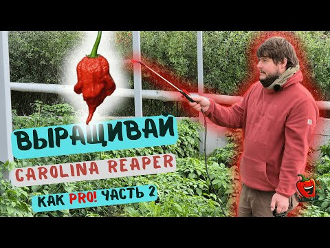 Видео: Выращивание суперострых перцев: главные ошибки и секреты. По огородам. Часть 2 #острейшина