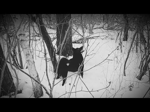 Видео: ОХОТА НА КУНИЦУ/ КУНИЦА ИЗ СНЕЖНЫХ ЗАВАЛОВ/ЧЕРЕЗ ДВЕ НЕДЕЛИ ГЛУХОЗИМЬЯ/