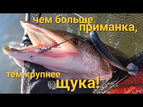 Видео: Взял мульт и не пожалел! Team Dubna Generation 2