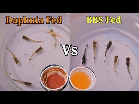 Видео: 15-ДНЕВНЫЙ ЭКСПЕРИМЕНТ: Выясняем, какой корм лучше всего подходит для быстрого выращивания малько...