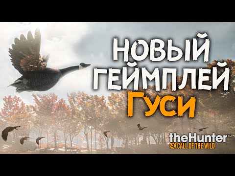 Видео: Ты не поверишь! - Быстрые деньги - Прокачка -  theHunter Call of the Wild