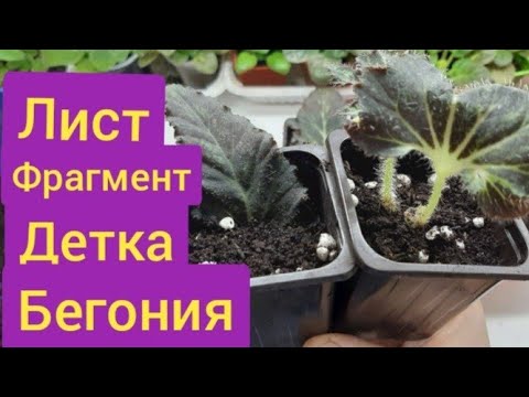 Видео: Сколько деток даёт один фрагмент листа бегонии?/как вырезать фрагмент листа/укореняю листья бегонии/