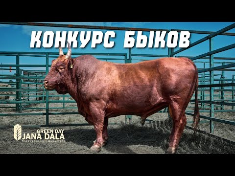 Видео: Конкурс племенных быков на Jańa Dala 2025: сила, генетика и рекорды! Часть 2