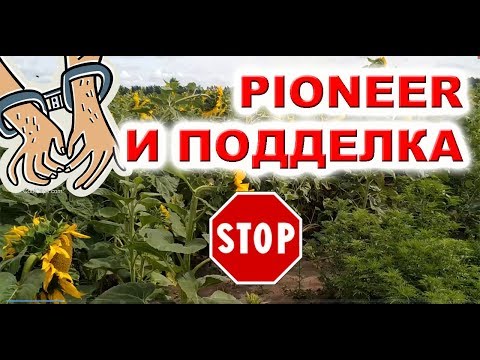 Видео: ПОСЕЯЛИ ПОДДЕЛКУ - ПОДСОЛНЕЧНИК ПИОНЕР 2019