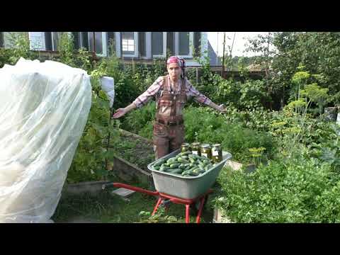 Видео: Три секрета моего урожая огурцов