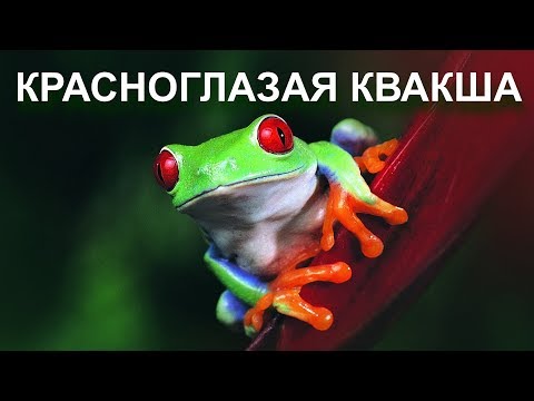 Видео: Красноглазая квакша