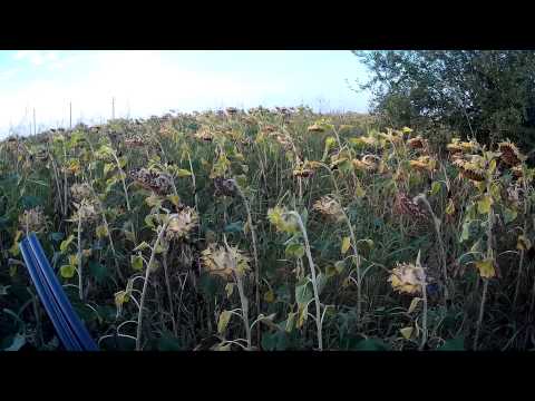 Видео: ЛОВ НА ГРИВЯК 4