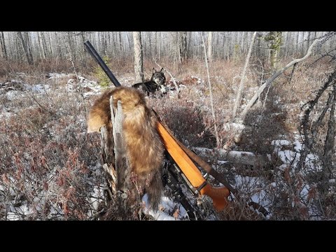 Видео: Охота на соболя с лайками. Промысел продолжается. Часть 2