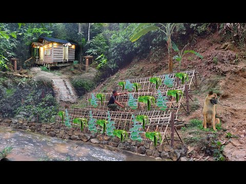 Видео: Полное видео: Процесс выращивания органических овощей в горах — от посева до сбора урожая.