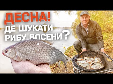 Видео: ДЕСНА У ЖОВТНІ. ДЕ ЛОВИТИ РИБУ ФІДЕРОМ ВОСЕНИ. ПОРАДИ ТА СЕКРЕТИ ПРО ШВИДКУ РІЧКУ.