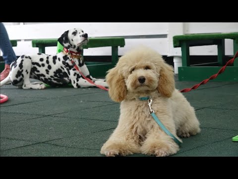 Видео: Догтренинг 666. Уиппет, пудель, далматин, овчарка. Задания в щенячьей группе.
