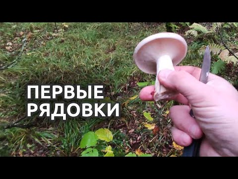 Видео: Первый скромный урожай рядовок.