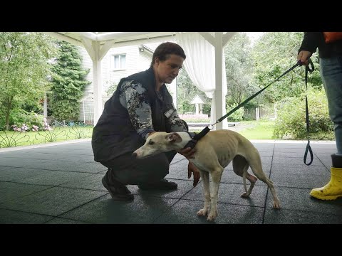 Видео: Догтренинг 649. Уиппет - особенности воспитания. Индивидуальная консультация