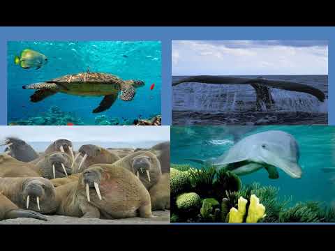 Видео: Багатства вод Світового океану (6 клас)