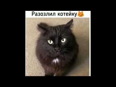 Видео: НОВЫЕ смешные ПРИКОЛЫ про животных 2019 года - Funny Pets 2019!