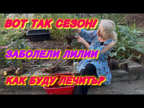 Видео: Что делать с лилиями?болезнь