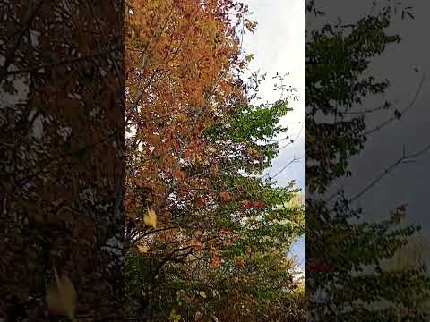 Видео: #жовтень