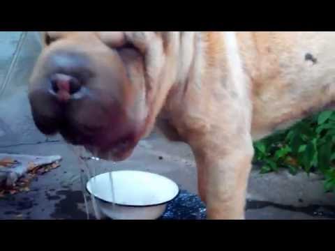 Видео: Хрюкающий Шарпей спортсмен Fransua Te D`Ushe - Sharpei Need for Water