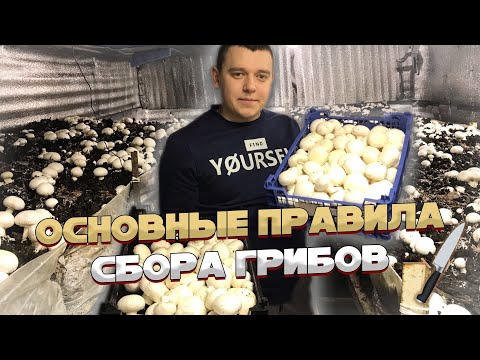 Видео: КАК ПРАВИЛЬНО СОБИРАТЬ ШАМПИНЬОНЫ? Основные правила сбора!