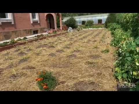 Видео: Картофельное поле. Способы мульчирования .