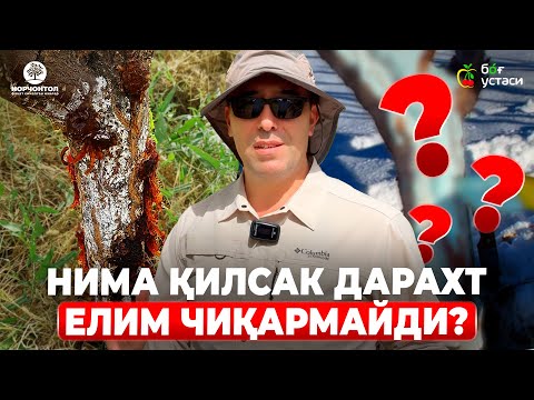 Видео: ДАРАХТЛАР ЕЛИМ ЧИҚАРИШИНИ ОЛДИНИ ОЛИШ ВА САБАБЛАРИ? | ШУҲРАТ АБРОРОВ #shuhratabrorov #yelim #rak #uz