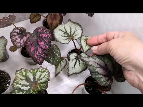 Видео: Обзор деток и листьев бегоний для отправки почтой. #бегонии #комнатныерастения #комнатныецветы