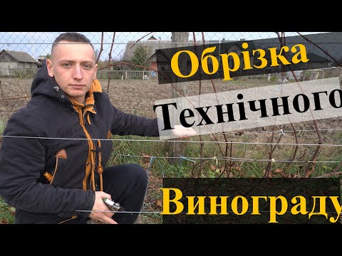 Видео: Обрізка технічного винограду осінню. Як обрізати винний виноград. Обрезка технического винограда.