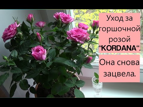 Видео: Она снова зацвела. Уход за розой #кордана после магазина.