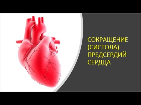 Видео: 34. Сокращение (систола) предсердий  сердца