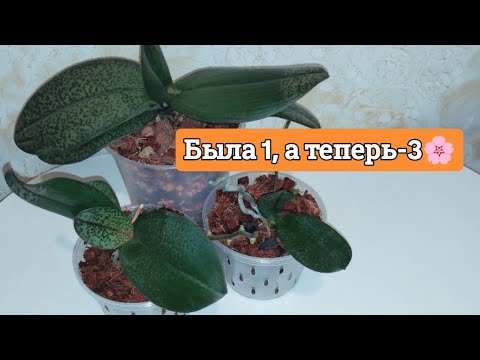 Видео: Разорвала ОРХИДЕЮ 🌸на 3 части ❗