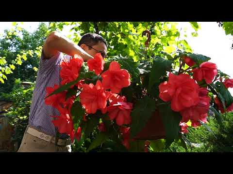 Видео: Клубневая бегония DS-Бантики