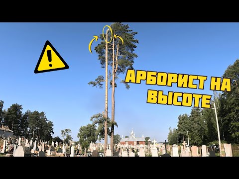 Видео: Аккуратный спил высотных деревьев на кладбище