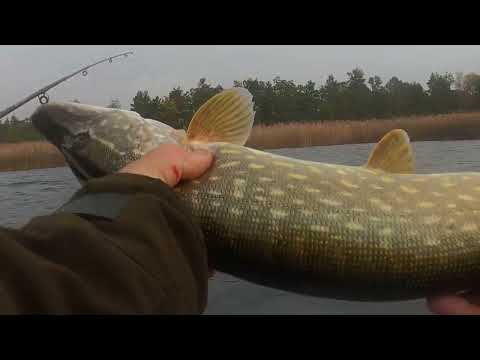 Видео: Рыбалка в Швеции